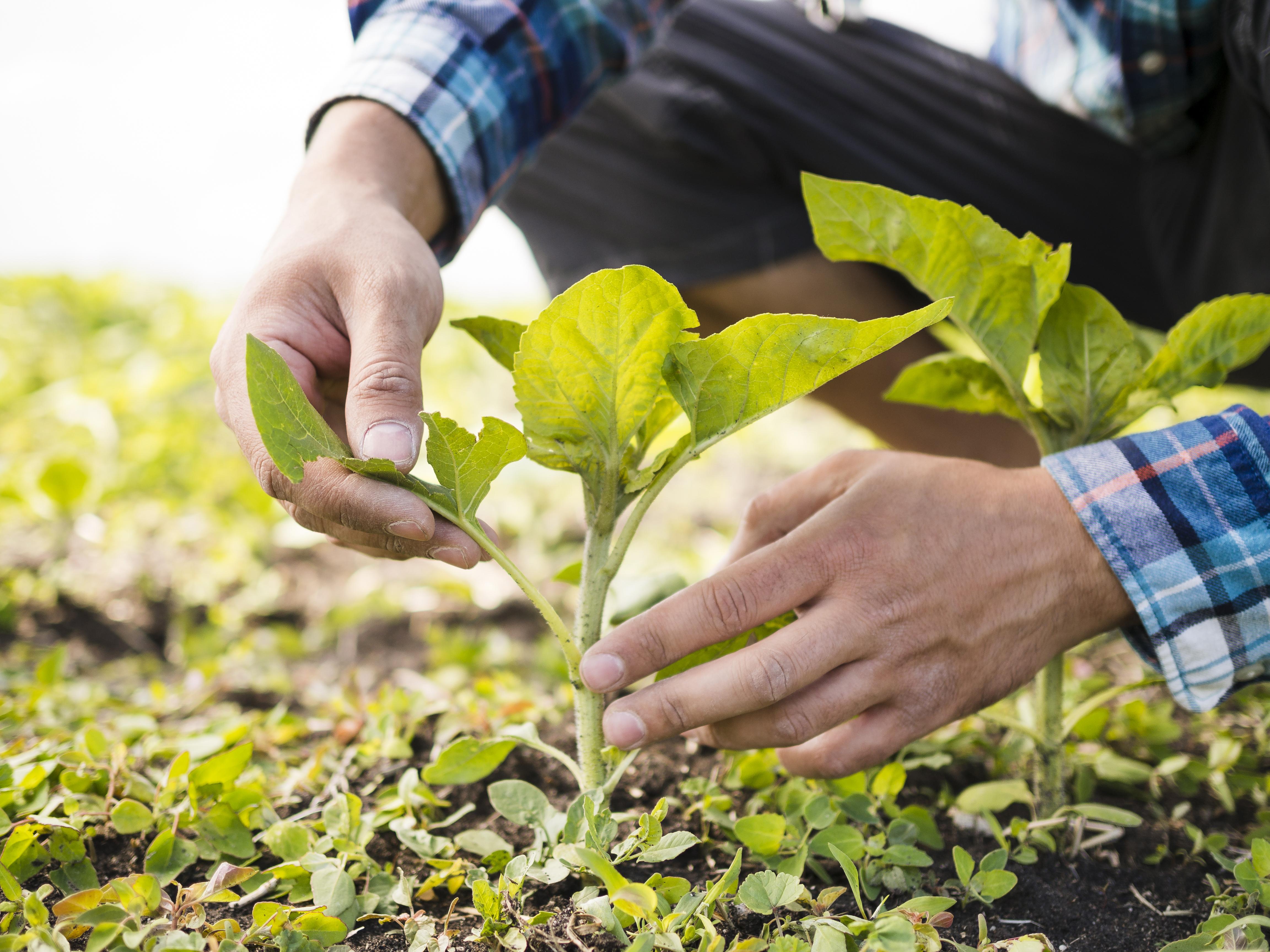 Seguros Agrícolas